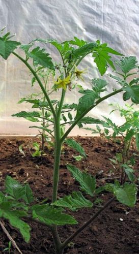 Fine Tuning My Garden